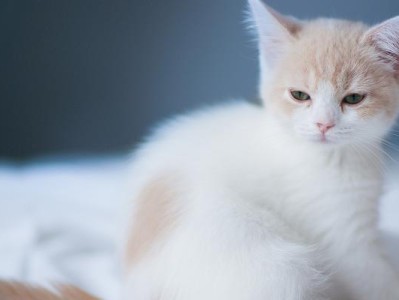小猫尾巴白色的原因解析（探究小猫尾巴白色的成因与处理方法）
