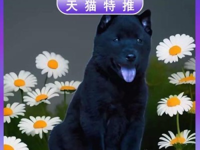 选择最适合打猎的狗的关键因素（以狗的品种、性格和训练为主要考虑因素）