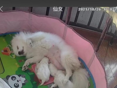 小心！饲养博美幼犬需注意的雷区（如何避免在养博美幼犬时犯下以下雷区）