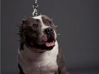 恶霸犬（探究恶霸犬价格高昂的原因与背后的奢华生活）