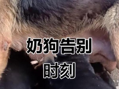 满月狗的饮食频率（了解满月狗的喂养需求，健康护理从饮食开始）