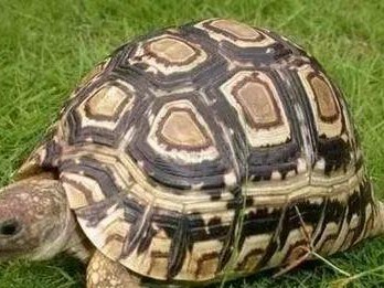 如何正确饲养印度陆龟？（养龟技巧、饲养环境、食物搭配等一网打尽！）