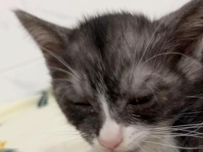两个月大的猫适合喝什么奶？（了解两个月大猫的喂养需求和适宜饮用的奶品）