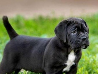 以卡斯罗犬为宠物的饲养技巧（了解卡斯罗犬特性，打造幸福宠物生活）