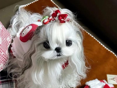 西施狗狗的洗澡频率（探讨西施狗狗洗澡的最佳频率和注意事项）