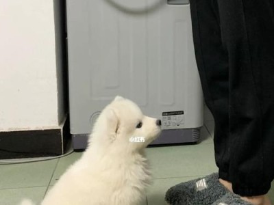 培养成年萨摩耶良好饮食习惯，让它健康快乐生活（每天两次投喂，让爱它的你成为最好的饲养者）