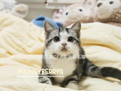 美国短毛猫与英国短毛猫的差异（探讨两种世界名猫的特点与区别）