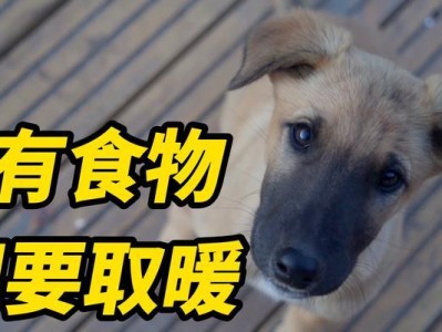 选择合适的季节购买狗狗（了解季节特点，为你的新宠做好准备）