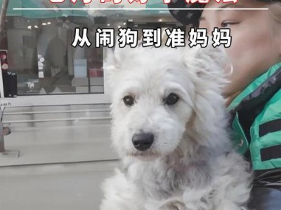 狗狗怀孕的迹象是什么？（掌握这些关键信息，帮助您了解狗狗的怀孕状态）