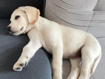 狗狗吐了，怎么办？（应对狗狗呕吐的有效方法与注意事项）