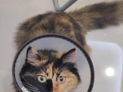 宠物猫咪惊厥的症状及治疗方法（以宠物为主，详解猫咪惊厥的原因、症状和治疗）