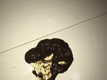 小狗狗大便异常状况解析（分析小狗狗大便的形状、颜色和气味）