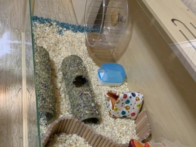 仓鼠屋的理想铺料选择（为仓鼠提供舒适与健康的居住环境）