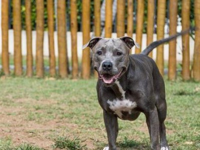 比特犬幼犬训练指南（以宠物为主的科学训练方法）