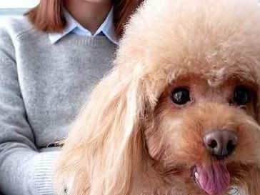 贵宾犬剃光后，恢复长毛需要多久？（了解贵宾犬毛发生长周期，帮助你合理管理宠物美容）