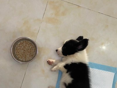 狗狗咳嗽症状解析（了解狗狗咳嗽的表现与治疗方法）