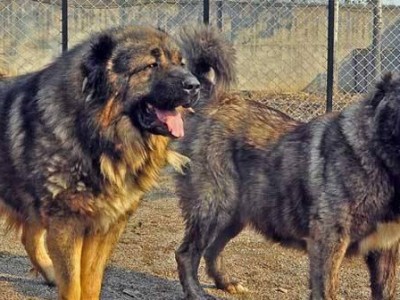 探究高加索犬的性格特点（了解高加索犬的性情和行为习惯，从而更好地与其相处）