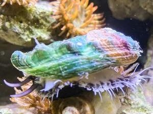 七彩吊的饲养全攻略（从适宜环境到饲料供给，让你的七彩吊身体倍儿棒！）