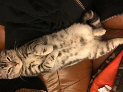 小猫长期关押后腿失灵，该如何应对？（以宠物为主，爱护不应仅停留于口头）