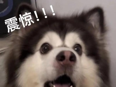 探究阿拉斯加智商低的原因（揭秘阿拉斯加人智商偏低的内在因素和外部影响）
