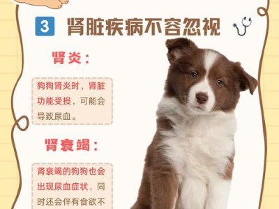 狗狗贫血治疗的关键——分清病因（切记不能盲目补血，有效治疗才是王道）