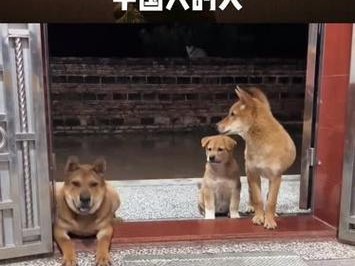中国人喜欢的狗的特点和品种选择（了解中国人喜欢的狗的品种和特征，了解他们所重视的特质）