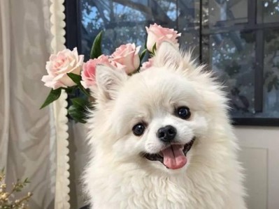本土狗狗篇（带回家的首选，你最想要哪只？）