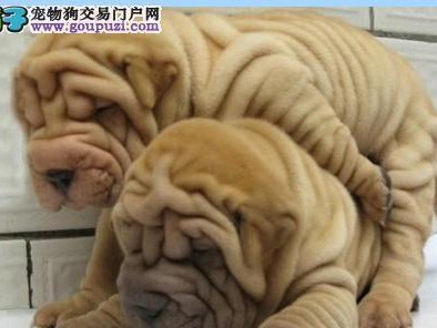 沙皮狗的价格行情及选购指南（了解沙皮狗的市场价格，选择合适的宠物伙伴）