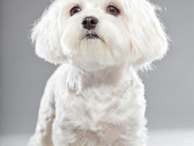纯白犬寻名记（给你的白色狗狗起一个好听的名字）