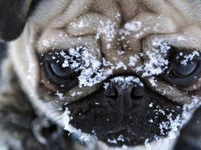 巴哥犬养护指南（如何正确饲养巴哥犬，避免给予不宜食物）