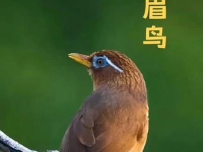 6种聪明粘人又好养的家养鸟类（探寻适合家庭的可爱鸟类，为你的生活增添欢乐）