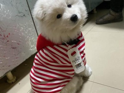 如何选择一种不容易跟陌生人跑的狗（了解狗的性格特点，挑选合适的宠物伴侣）