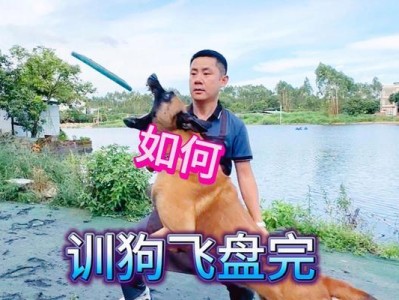 狗狗接飞盘的绝佳表现（以聪明敏捷的边境牧羊犬为例，揭秘狗狗接飞盘的顶尖技艺）