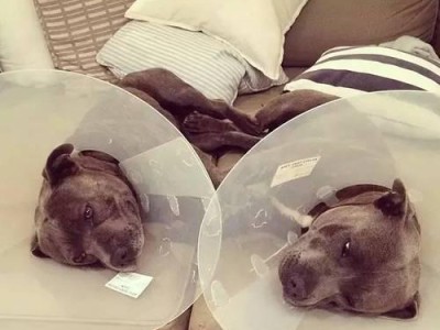 奥达猎犬的饲养秘籍（打造健康快乐的宠物生活）