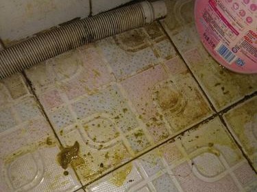 幼犬感冒需打的针（幼犬疾病预防的关键措施）