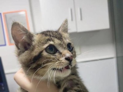 探秘五种不常见猫咪品种，个个身价不菲（难得一见的猫咪品种，了解它们的身价和特点）