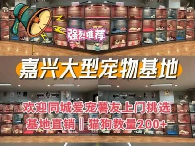 挑选一只优质的英短蓝猫（价格、品质和健康都不能忽视的关键）
