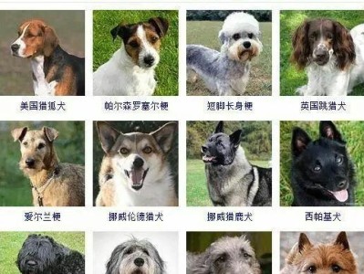 选择养狗的首选品种（8种经济实惠又迷人的狗狗）