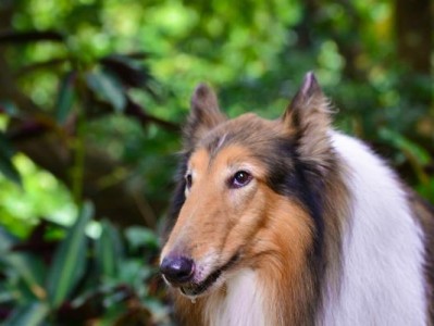 如何给宠物苏格兰牧羊犬修剪指甲——详细指南（一步步教你正确修剪苏格兰牧羊犬的指甲，让它走路更舒适）