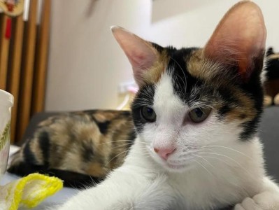 猫的理想生活环境（为你的猫创造一个舒适的家）