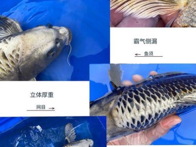 以熊猫蝶为宠物的全面饲养指南（熊猫蝶饲养方法、生活习性、适宜环境和繁殖技巧）