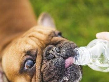 如何预防宠物中暑？（给狗狗充足的饮水）