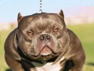 揭秘比特犬血系之最凶一族（哪个血系让比特犬成为最凶猛的犬种？揭开这个谜团）