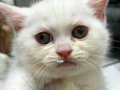 猫咪眼屎问题大揭秘！（探究猫咪眼屎产生原因及有效清理方法！）