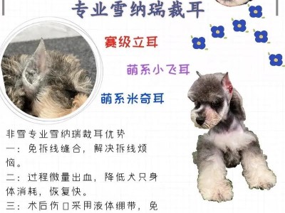 雪纳瑞价格分析（了解雪纳瑞的市场价与血统）