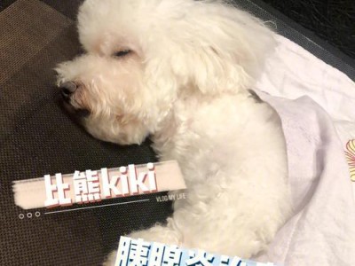 比熊中暑的症状及预防措施（了解比熊中暑的表现及如何保护你的宠物）