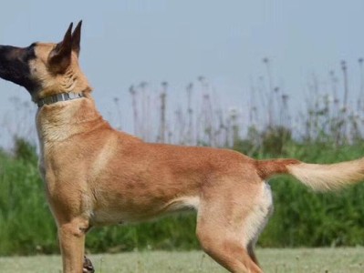 掌握这些关键，让你的爱犬更健康（掌握这些关键，让你的爱犬更健康）