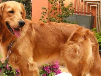 如何喂养纯种金毛幼犬（注意事项和关键要素）