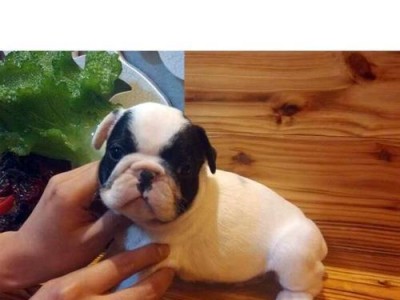 法国斗牛犬驱虫需要注意的事项（多久驱虫、驱虫频率和驱虫药物）