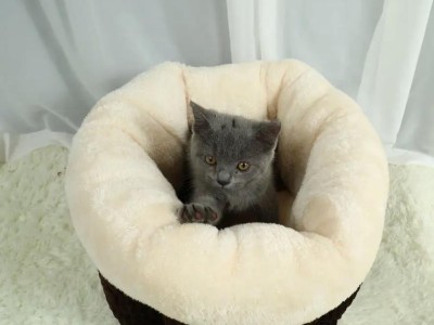 探究小猫喜欢什么样的窝（揭秘小猫窝的设计心理，打造舒适生活环境）